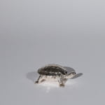 vintage turtle pill box